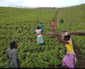 WhatsApp-Image-2026-10-17-at-12.03.41-PM-300x242 Journée de la femme rurale : un plaidoyer pour l’accès des agricultrices aux ressources
